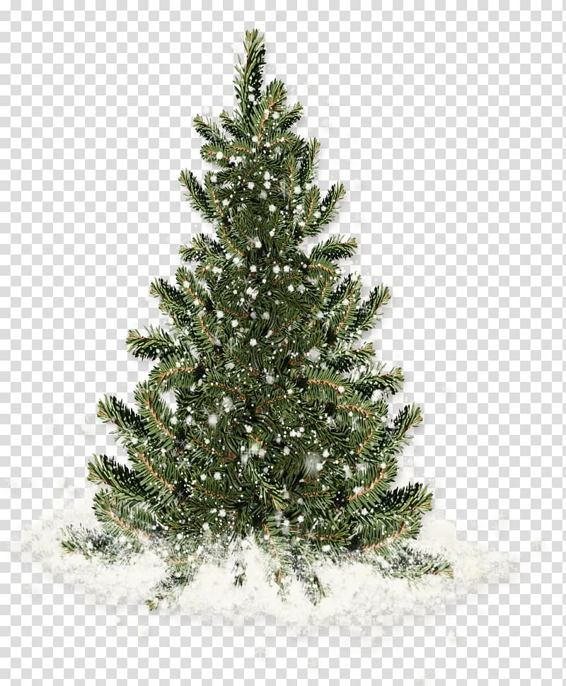 snow-covered pine trees transparent background PNG clipart