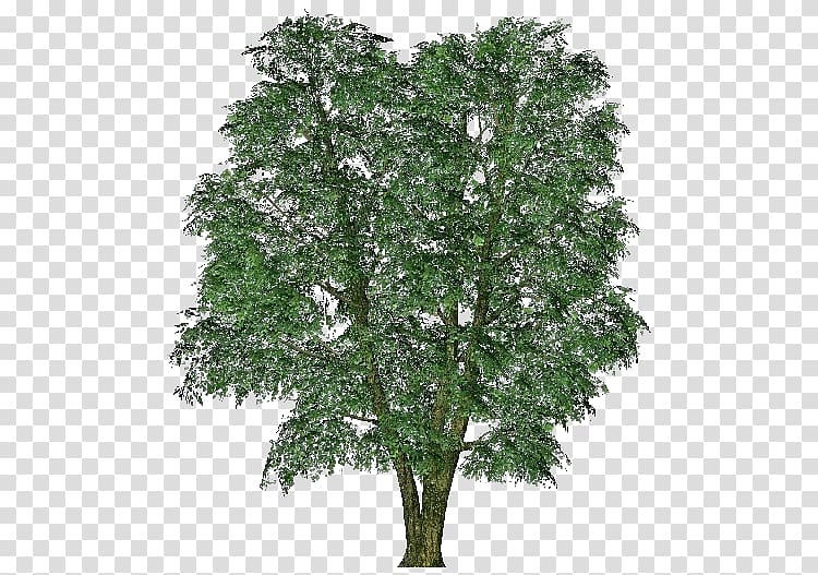 Tree Computer Software Building information modeling Arkkitehtisuunnittelu Elm, tree transparent background PNG clipart