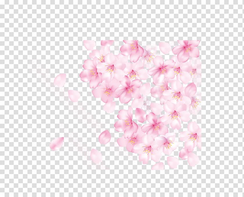 pink and white rose illustration, Petal Cherry blossom Pink, Cherry blossom petals transparent background PNG clipart