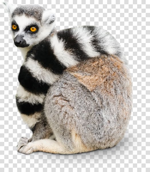 Lemur transparent background PNG clipart