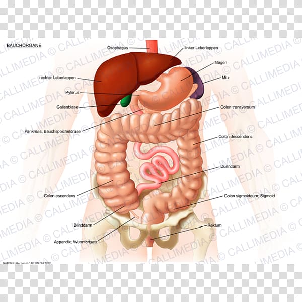 Abdomen Organ Rib Large intestine Human anatomy, others transparent background PNG clipart