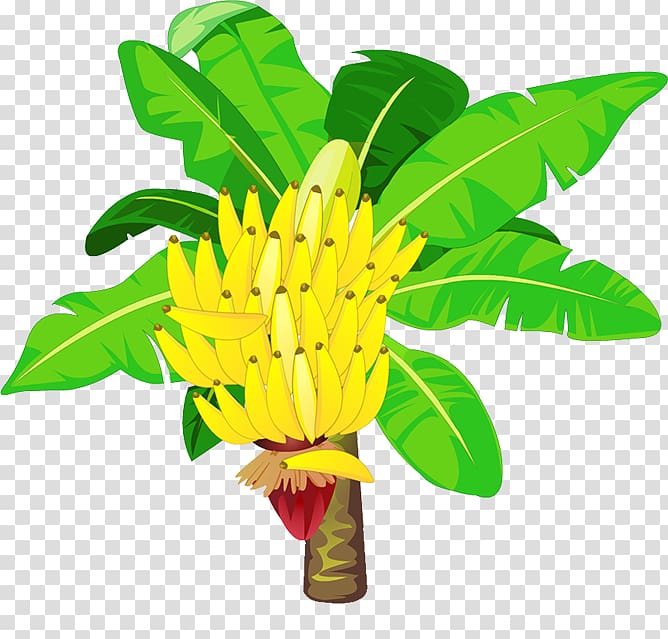 yellow banana illustration, Banana Cartoon , banana transparent background PNG clipart