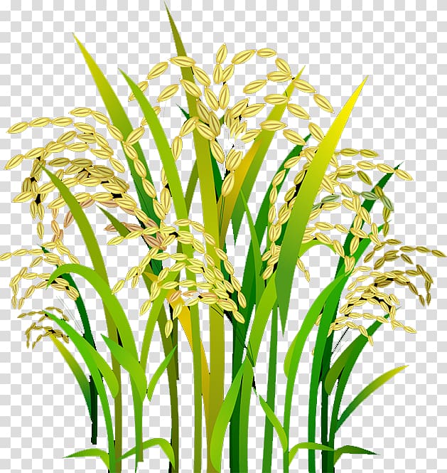 wheat rice illustration, Rice Oryza sativa, Rice transparent background PNG clipart