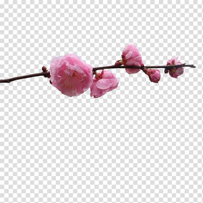 Plum blossom, Plum flower transparent background PNG clipart