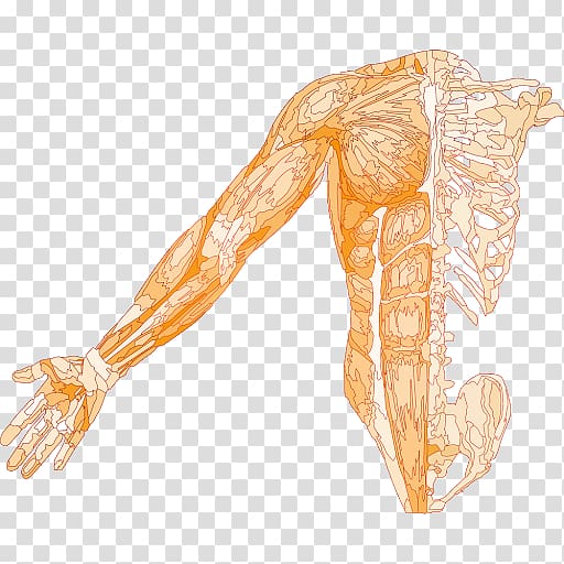Muscle Human skeleton Anatomy Muscular system, Skeleton transparent background PNG clipart