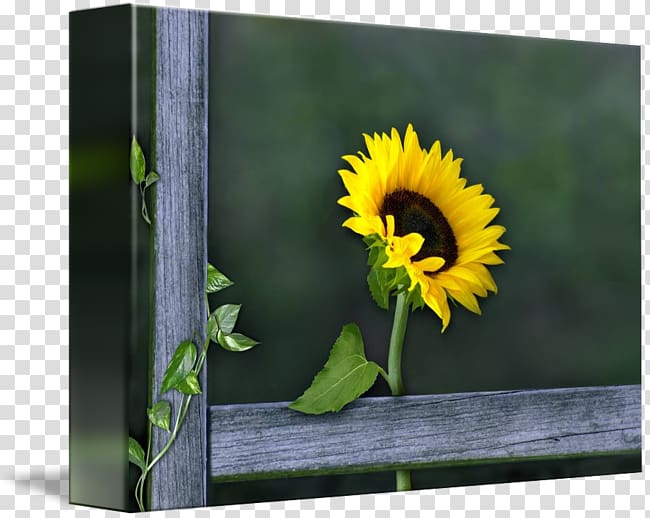 Gallery wrap Frames Sunflower seed Canvas Art, Sunflower 3D transparent background PNG clipart
