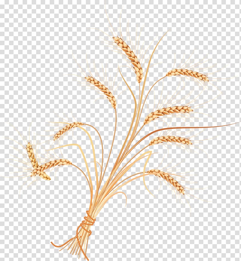 Adobe Illustrator Illustration, wheat transparent background PNG clipart