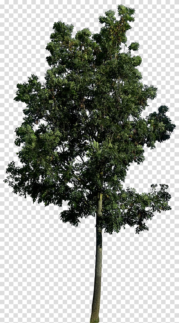 of green leaf tree, Populus nigra Tree Landscape architecture Landscaping, Best Free Tree transparent background PNG clipart
