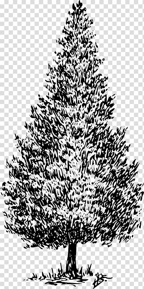 Drawing Tree Cedrus libani Pine , tree transparent background PNG clipart