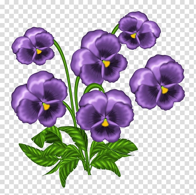 Light African violets , captivity transparent background PNG clipart