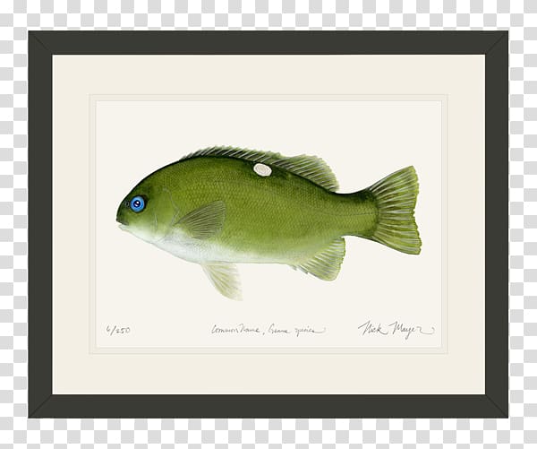 Largemouth bass Guadalupe bass Freshwater fish Striped bass, river WaterColor transparent background PNG clipart
