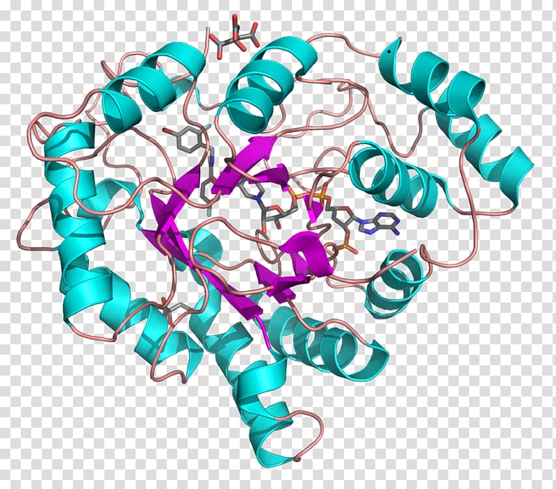 Aldose reductase Nicotinamide adenine dinucleotide phosphate Aldo-keto reductase Oxidoreductase, Free Entry transparent background PNG clipart