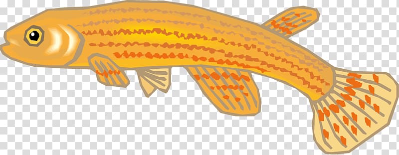 Fish Biology Drawing, Living world,fish transparent background PNG clipart
