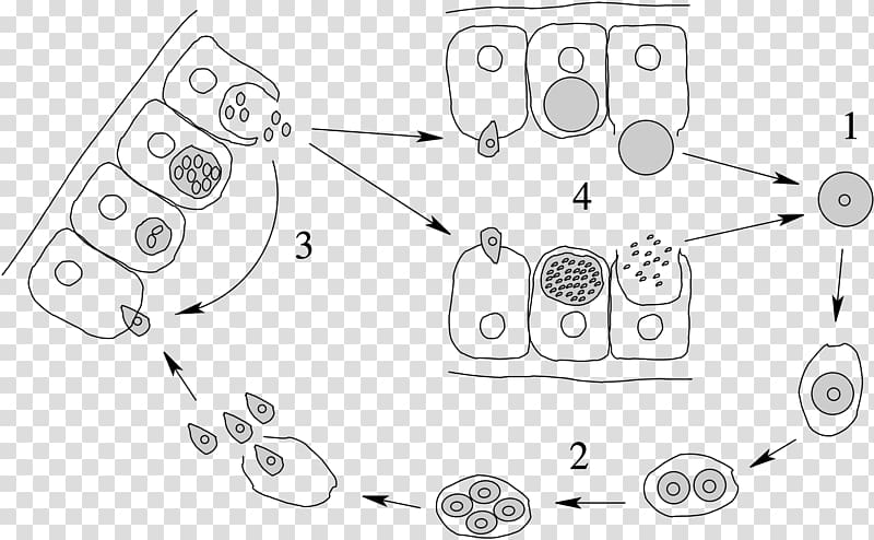 Apicomplexan life cycle Merozoit Protozoa Esporozoíto, others transparent background PNG clipart