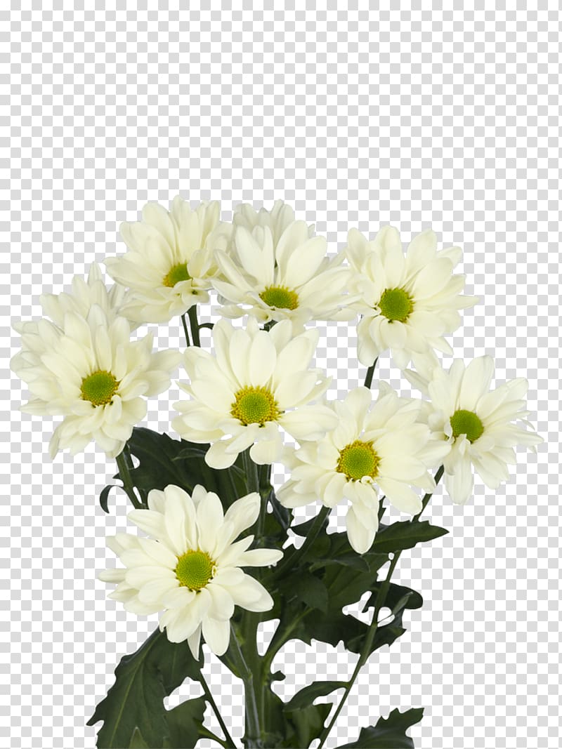 Chrysanthemum Prosecco Oxeye daisy Transvaal daisy Flower, chrysanthemum white transparent background PNG clipart