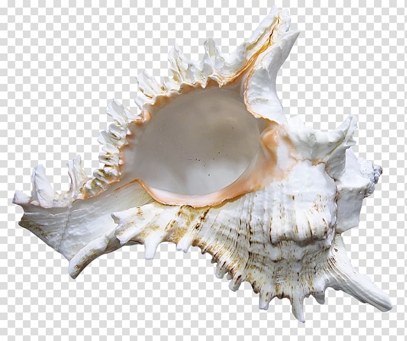 Cockle Seashell , seashell transparent background PNG clipart