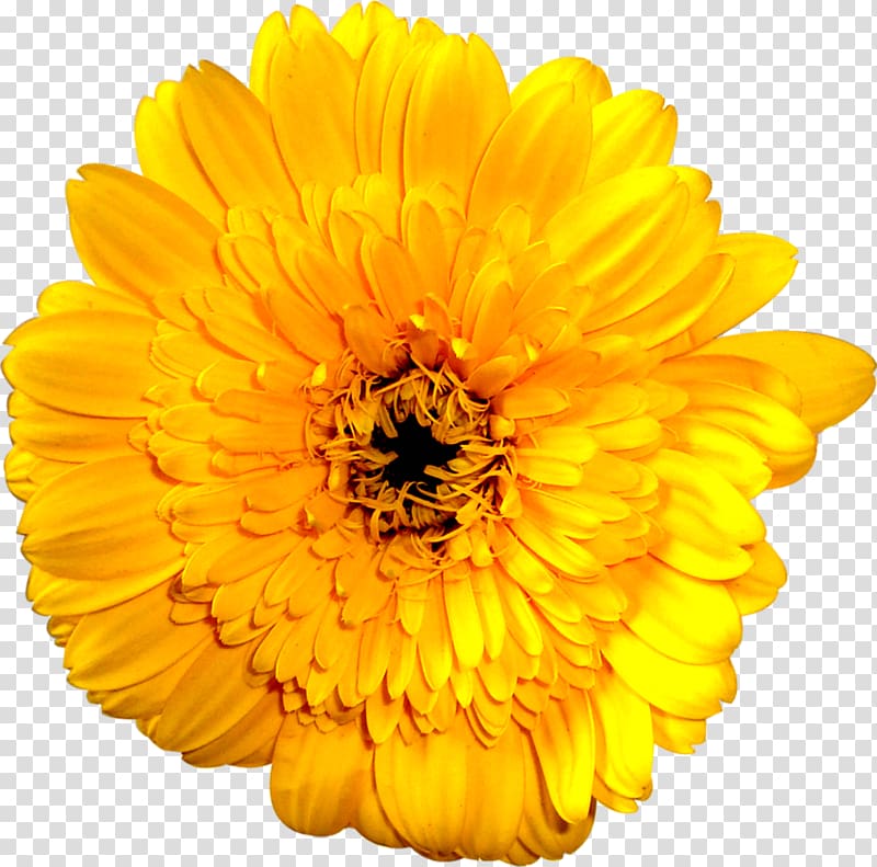 Common sunflower illustration, Yellow marigold transparent background PNG clipart