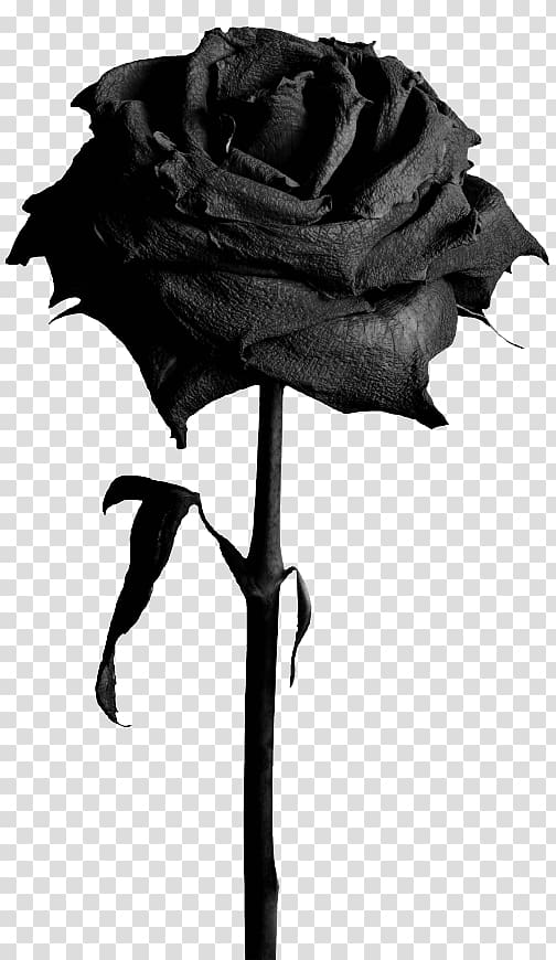 Garden roses Black rose Flower, crack 19 0 1 transparent background PNG clipart