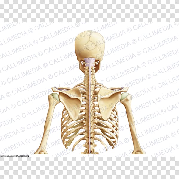 Human anatomy Thorax Bone Physiology, Skeleton transparent background PNG clipart