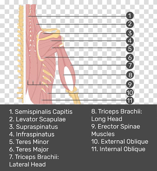 Triceps brachii muscle Supraspinatus muscle Erector spinae muscles Splenius muscles, erector spinae muscles transparent background PNG clipart