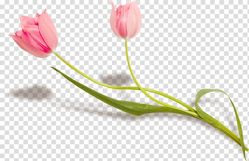 Flower Lady tulip Petal Plant stem, flower transparent background PNG clipart