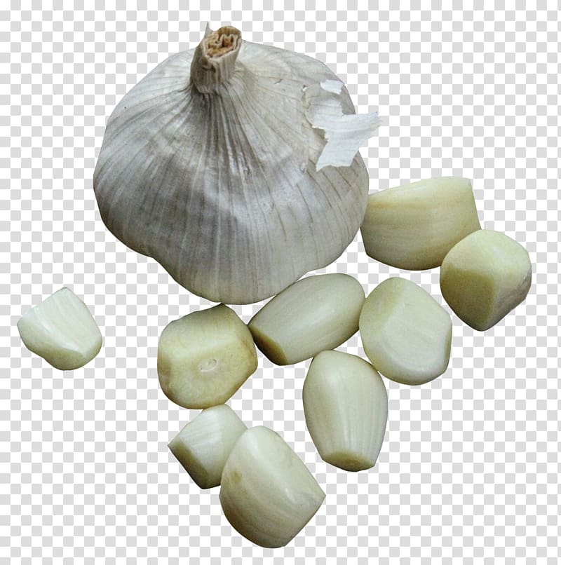 white garlic head with cloves illustration, Elephant garlic Condiment Vegetable, Garlic transparent background PNG clipart