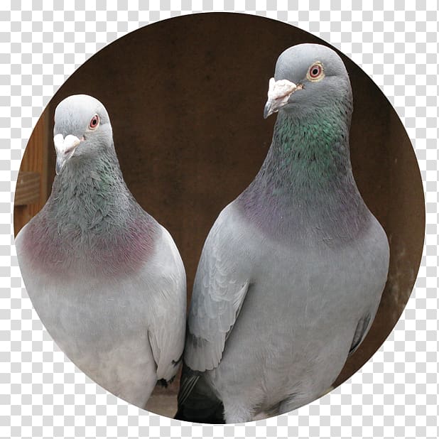 Homing pigeon Racing Homer Columbidae Bird Pet, pigeon transparent background PNG clipart