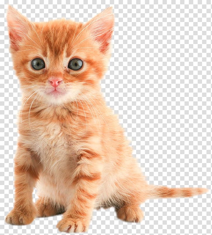 Kitten Puppy Maine Coon Desktop Tabby cat, kitten transparent background PNG clipart
