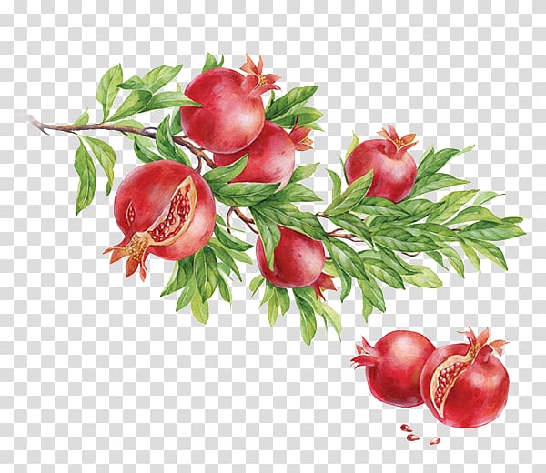 pomegranate fruits illustration, Watercolor painting Dribbble Behance Illustration, pomegranate transparent background PNG clipart