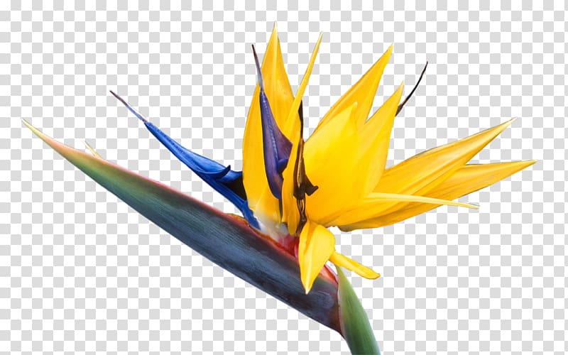 Bird of paradise flower Bird-of-paradise Hummingbird, Bird transparent background PNG clipart