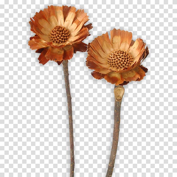 Sugarbushes Transvaal daisy Protea repens Protea compacta Cut flowers, protea transparent background PNG clipart