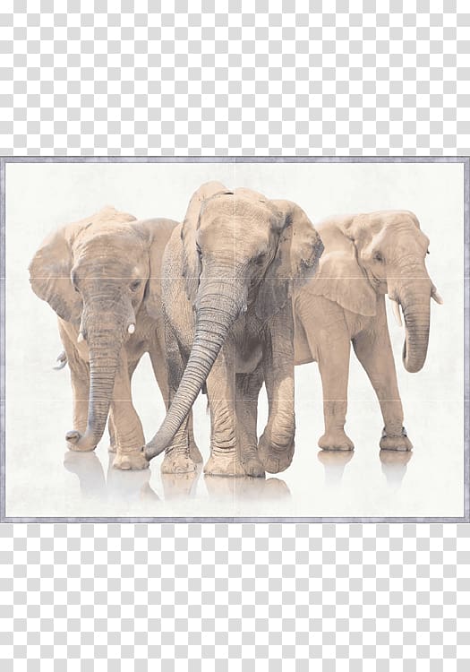 African bush elephant , posters copywriter floor transparent background PNG clipart