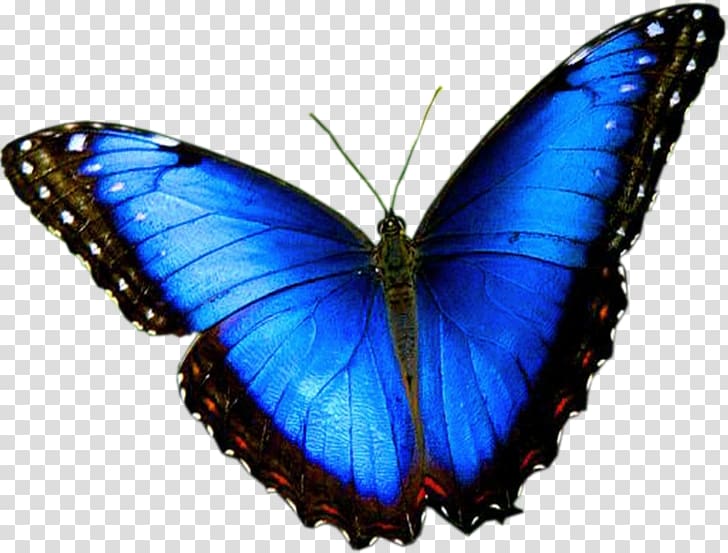 Butterfly CONSEJO SHORES LTD. Business Blue Color, butterfly transparent background PNG clipart