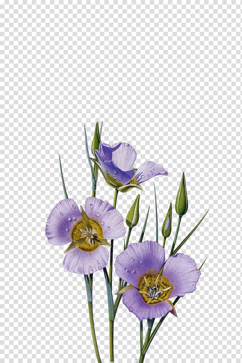 Floral design , Floral decoration transparent background PNG clipart