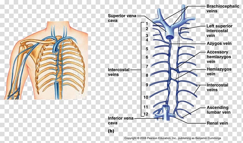 Hemiazygos vein Brachiocephalic vein Superior vena cava, others transparent background PNG clipart