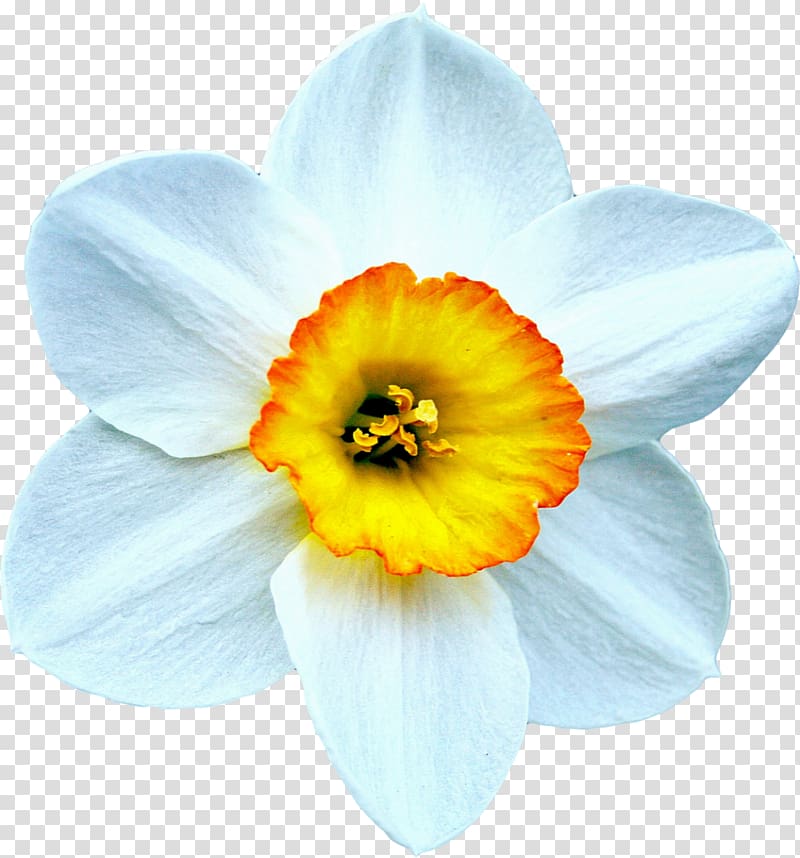 The Beautiful Narcissus Daffodil Flower Bulb, Narcissus transparent background PNG clipart