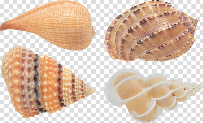 Cockle Conchology Seashell file formats, seashell transparent background PNG clipart