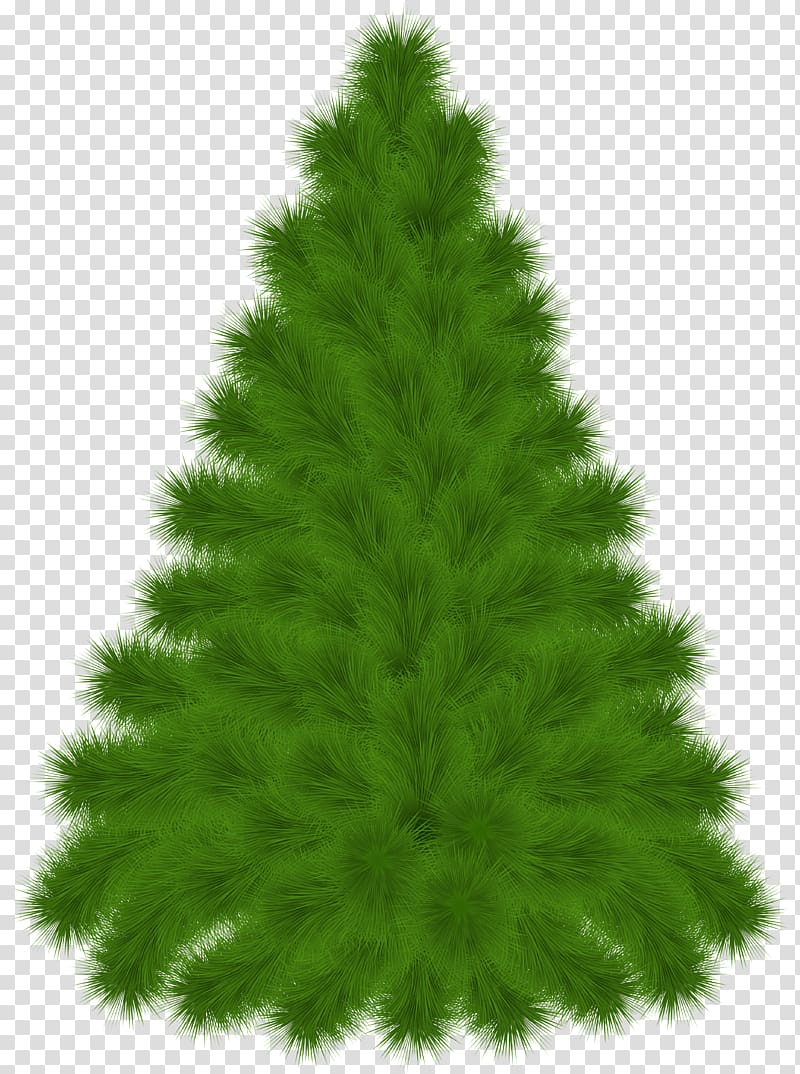 green Holiday tree , Pine Tree , Pine Tree transparent background PNG clipart