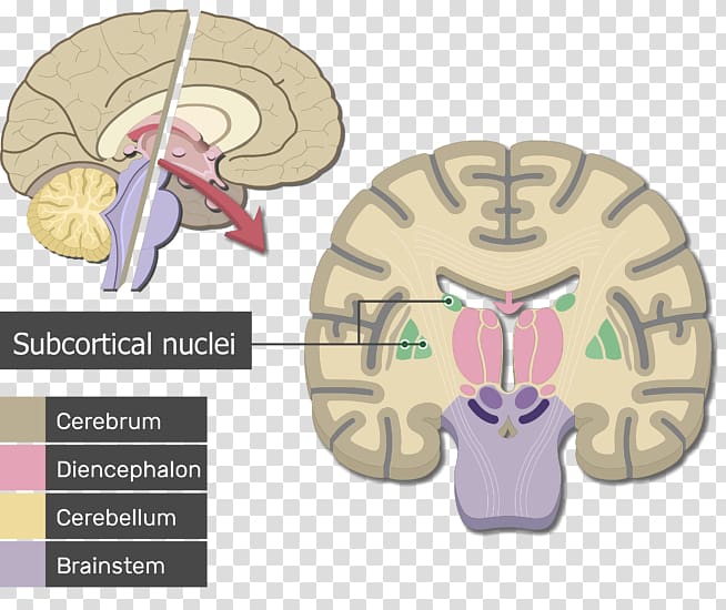 Human brain Cerebrum Cerebral cortex Anatomy, Brain transparent background PNG clipart