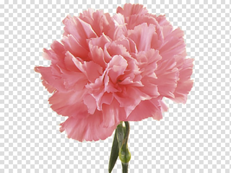 Roadrunner Florist Carnation Birth flower Pink, flower transparent background PNG clipart