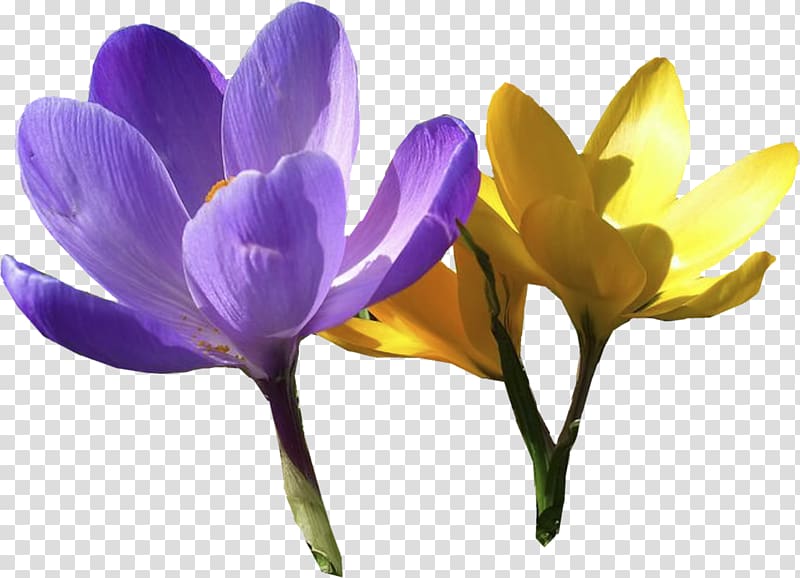 Saffron, crocus transparent background PNG clipart