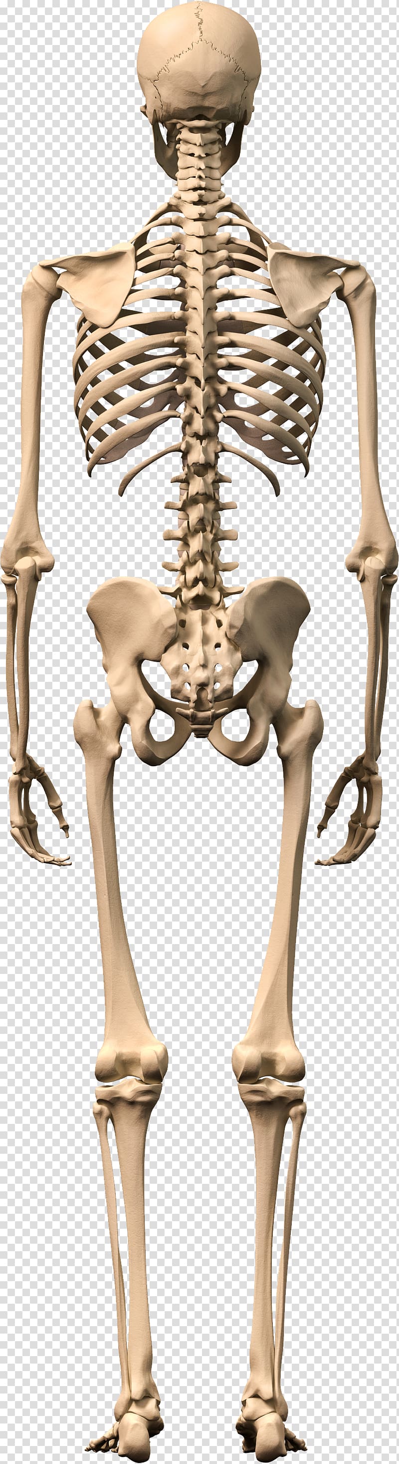 Human skeleton Human body Bone, Skeleton transparent background PNG clipart