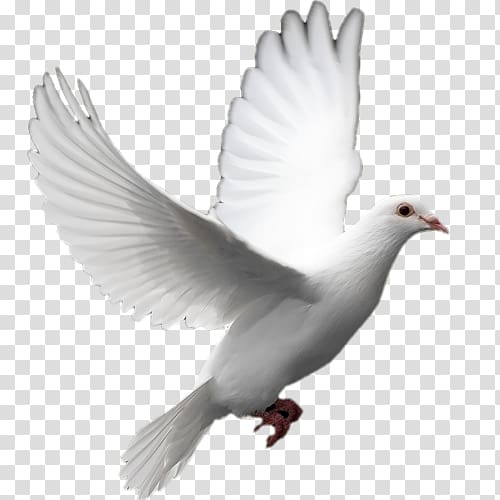 Columbidae Doves as symbols Release dove Peace , others transparent background PNG clipart