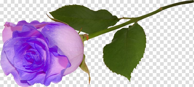 Rose Animation , rose transparent background PNG clipart
