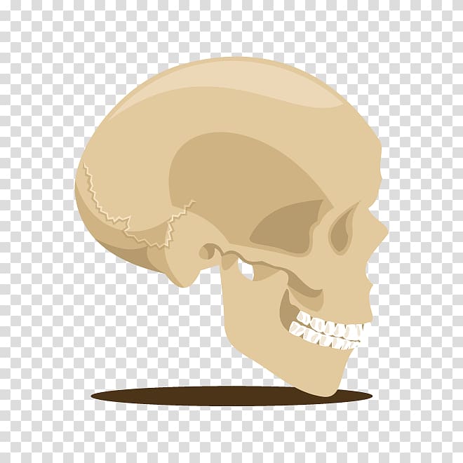 Skull Skeleton u9ab7u9ac5 Head, skull head skeleton transparent background PNG clipart