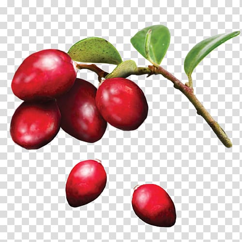 Lingonberry Cranberry Organic food Ingredient, cranberry transparent background PNG clipart