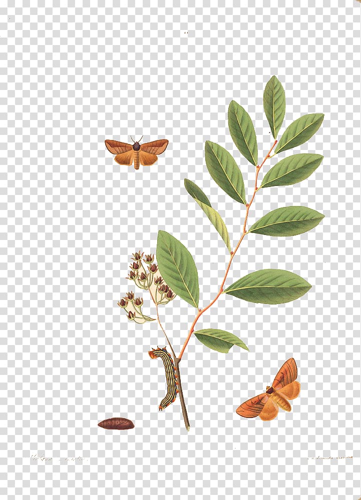 Butterfly Insect Caterpillar Bozzolo, Caterpillar and butterfly buckle clip Free HD transparent background PNG clipart