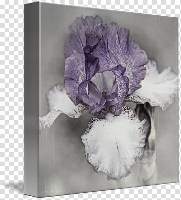 Gallery wrap Canvas Art Flowering plant Printing, Watercolor iris transparent background PNG clipart