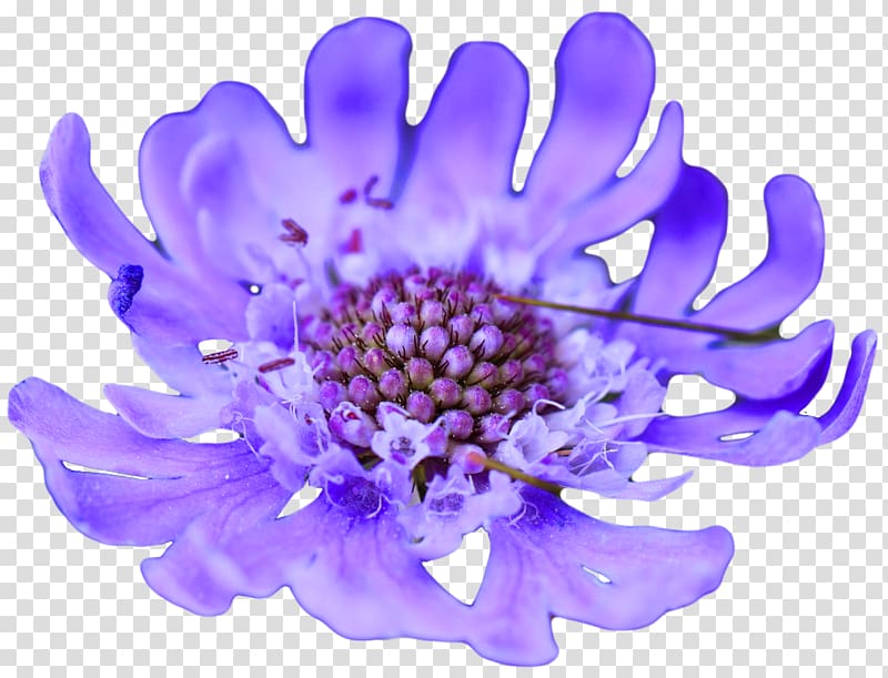 Flower Purple Violet Blue Lavender, blue flower transparent background PNG clipart