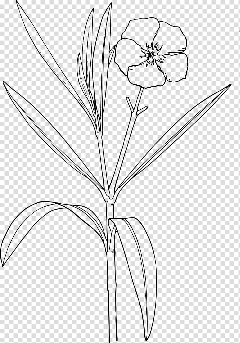 Oleander Nature Drawing and Design; Flower, bush transparent background PNG clipart